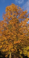 Fototapeta premium yellow tree in autumn