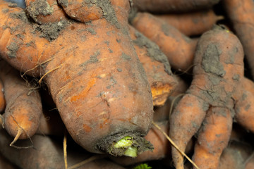  vegetables dirty carrots in the ground. fresh carrot