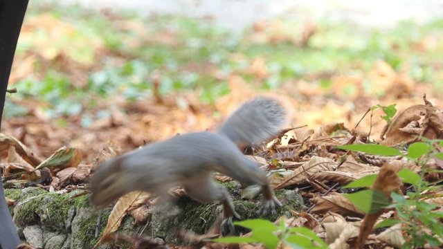 gray squirrel walks in the monza park with out of focus background