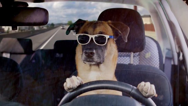 Dog driving a car on a highway wearing funny sunglasses on a sunny day