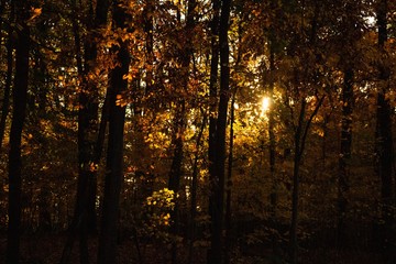autumn in the forest