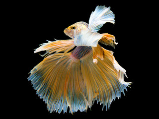 Rhythmic of Betta fish, Siamese fighting fish, Betta splendens Pla-kad  Thai, popular aquarium fish. Big ears dumbo Golden yellow half moon long tail Betta Fighting isolated on  black background.