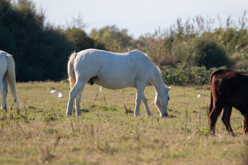 cheval camargue dans champ