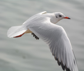 A Bird Of Flying Seagull.