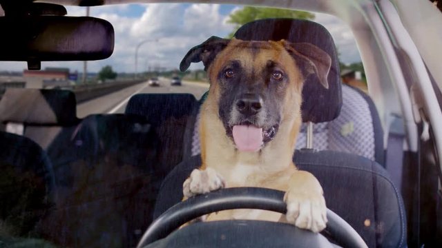Dog driving a car on a highway on a sunny day