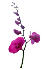 Bouquet of orchids or pink and purple separated on a white backdrop.