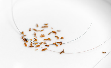 Louse, Head lice feed on blood on human skin.
