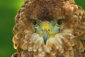 Close up head and shoulders portrait of a beautiful juvenile Bateleur Eagle (Terathopius ecaudatus)
