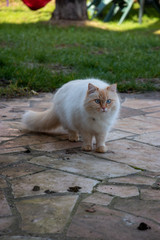 chat persan beige yeux bleus