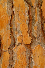 Texture of pine bark of orange tone, closeup, vertical orientation
