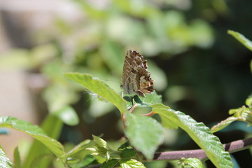 Farfalla