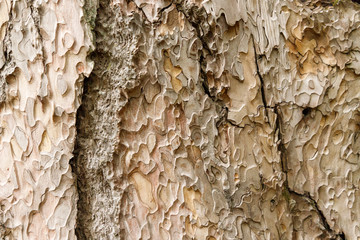 Carved texture of the Crimean pine bark, closeup