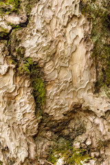 arved texture of Crimean pine bark with streaks of moss, closeup, vertical orientation