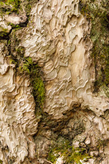 arved texture of Crimean pine bark with streaks of moss, closeup, vertical orientation