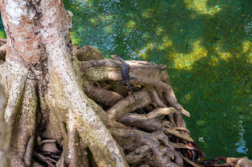 Mangrove forest in Krabi province of Thailand