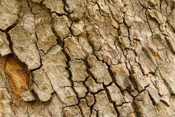Carved texture of the Crimean pine bark, closeup
