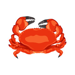 Red crab vector illustration in simple flat style isolated on white background. Seafood product design template.