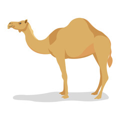 Dromedary, one-humped camel. Vector illustration isolated on white background