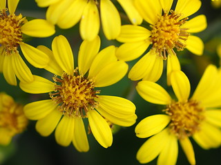 ツワブキの花のアップ