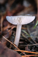 Mushrooms or Fungi in forrest autumn nature 