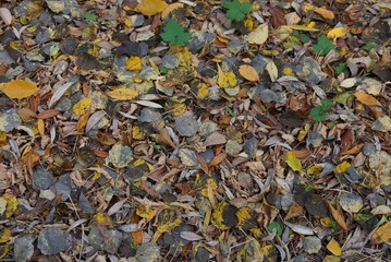 natural plant texture of dry colored fallen leaves on the ground