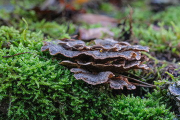Mushrooms or Fungi in forrest autumn nature 