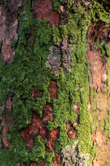 Green moss cover on tree bark background. Close-up moss texture on tree surface, natural pattern.