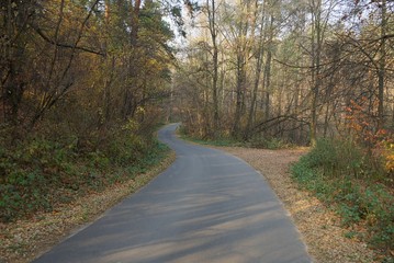 gray asphalt road among autumn colored forest