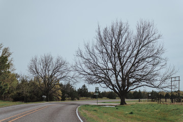 Obraz premium Large old trees without leaves grow near an asphalt country road. Texas usa