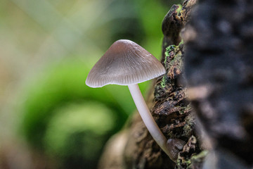 Mushrooms or Fungi in forrest autumn nature 