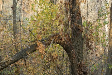 gray tree with a broken branch in the overgrown autumn forest