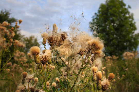 Flower in meadow