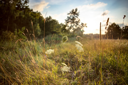 Flower in meadow