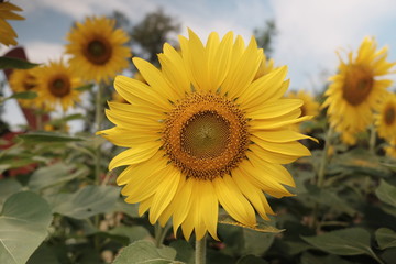 sunflower on background of blue sky