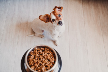 cute small jack russell dog at home waiting to eat his food in a bowl. Pets indoors