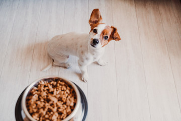 cute small jack russell dog at home waiting to eat his food in a bowl. Pets indoors