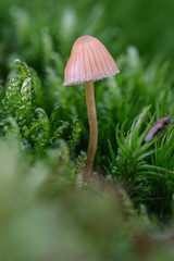 Mushrooms or Fungi in forrest autumn nature 