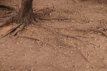 tire tracks in the sand