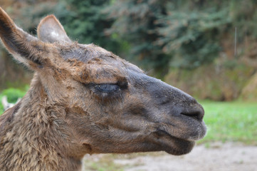Fototapeta premium Llama on a rainy day