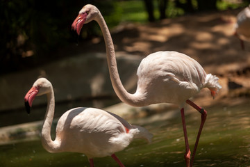 Far Flamingo birds choose a partner to have sex