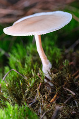 Mushrooms or Fungi in forrest autumn nature 