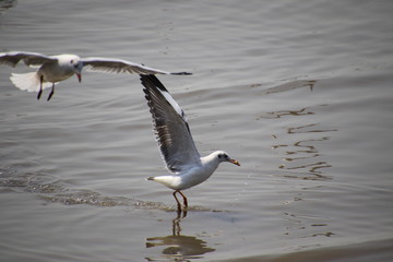 Seagull stood in the water and had food in their mouths