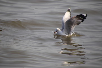 Seagull floated in the water,spread its wings and had food in its mouth