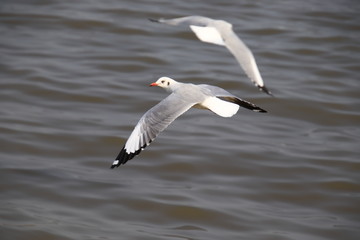 Close up seagull spread its wings beautifully and flying over water at bangpoo,Thailand