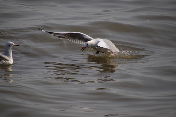 Seagull fly above water and have food in their mouths.