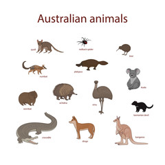 Vector illustration, set of cartoon Australian animals. Quoll, redback spider, kiwi, numbat, platypus, koala, wombat, echidna, emu, tasmanian devil, crocodile, dingo, kangaroo