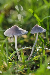 Mushrooms or Fungi in forrest autumn nature 