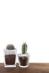 growing of cactus in a pot, planting at home