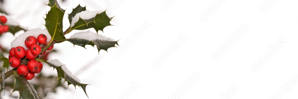 Wall mural close up of a branch of holly covered with snow in a garden, christmas and holiday panoramic backgro