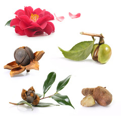 open camellia nuts with seeds on a white background - obrazy, fototapety, plakaty